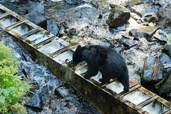traitors-cove-bear-viewing-in-ketchikan-alaska