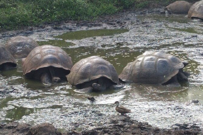 transfer-airport-hotel-in-galapagos-santa-cruz-with-visit-to-giant-tortoises