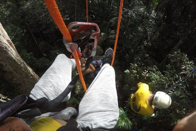 tree-climbing-in-the-amazon