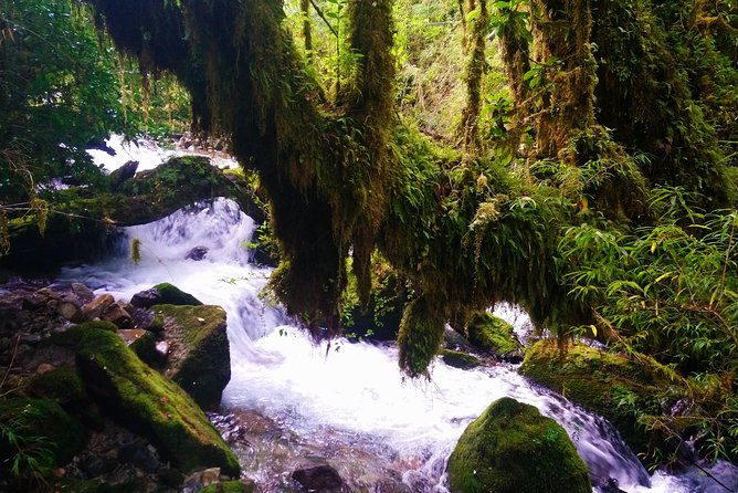 trekking-alerce-andino-national-park