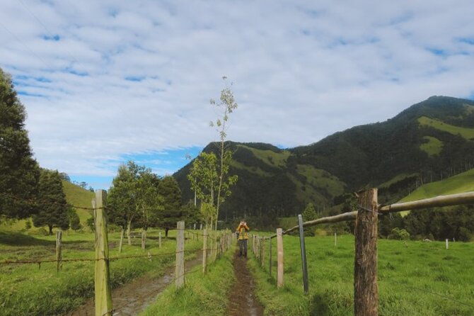 trekking-hiking-in-cocora-valley-from-pereira-or-armenia