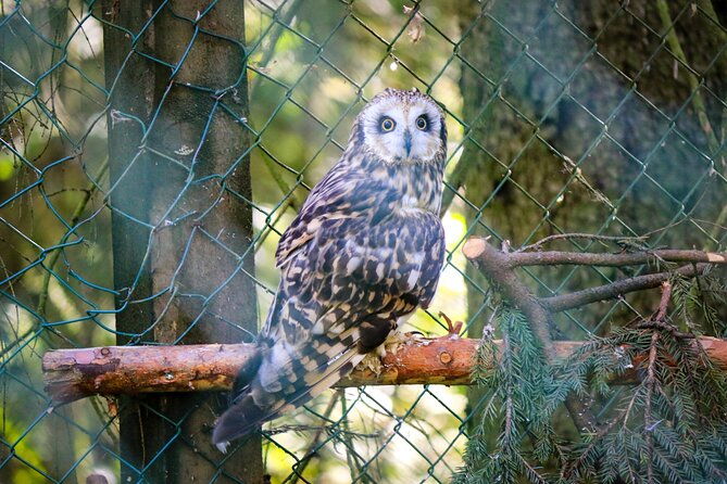trip-to-ranua-wildlife-park-2