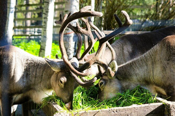 trip-to-ranua-wildlife-park