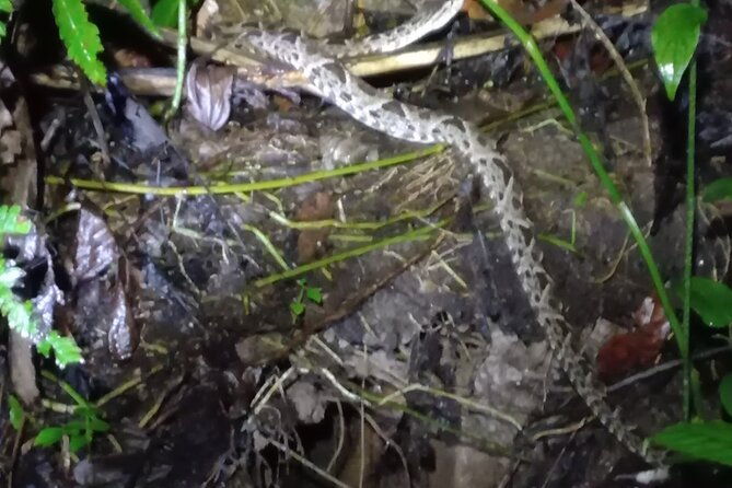 tropical-hike-in-the-gandoca-manzanillo-wild-life-refuge