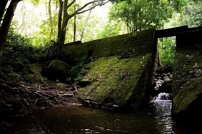 tropical-rain-forest-explorer-hike-in-st-kitts