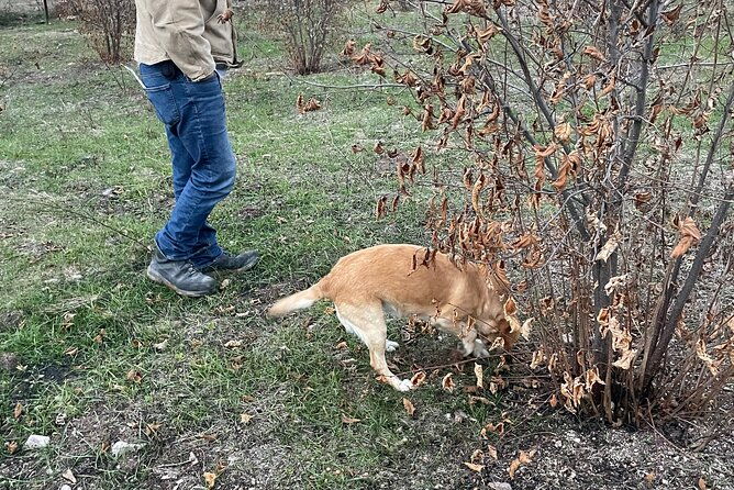 truffle-hunting-in-kyustendil
