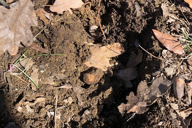 truffle-hunting-tasting-in-san-miniato-tuscany-with-dogs