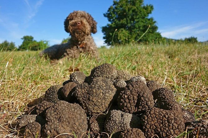 truffle-hunting-with-tasting-included-umbria-italy