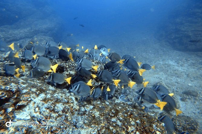 try-scuba-diving-basic-diver