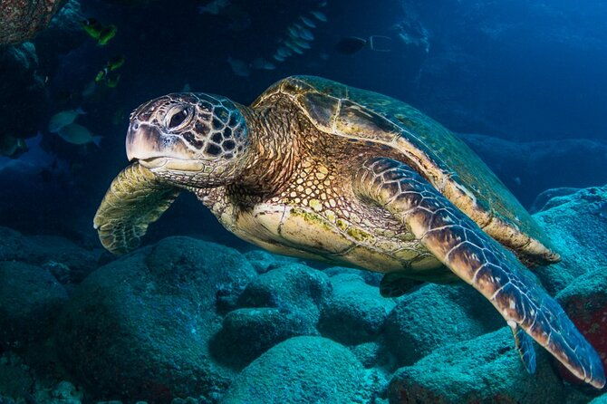 try-scuba-diving-on-kauai-with-sea-turtles