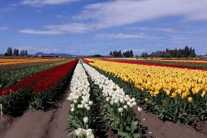tulip-festival-and-skagit-valley-tour