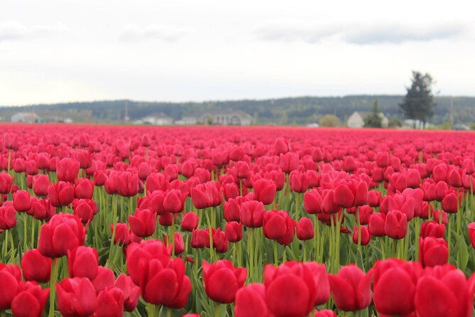 tulip-festival-at-skagit-valley-la-conner-and-deception-pass