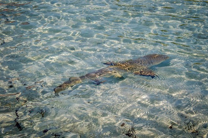 turtle-eco-tour-on-stand-up-paddleboards-or-kayaks-into-the-national-marine-park