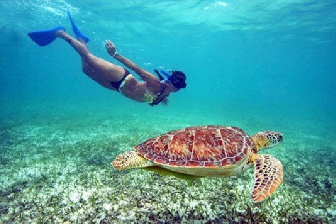 turtle-snorkel-sail-on-buck-island-from-frenchmans-reef