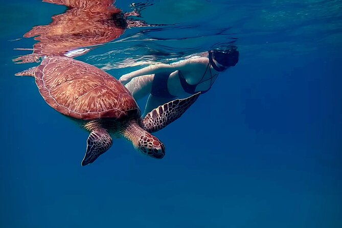 turtle-snorkeling-private-videography-tour