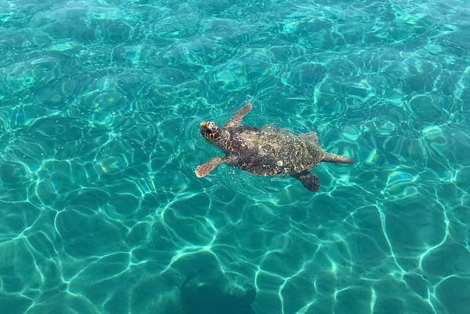 turtle-spotting-cruise-in-zakynthos