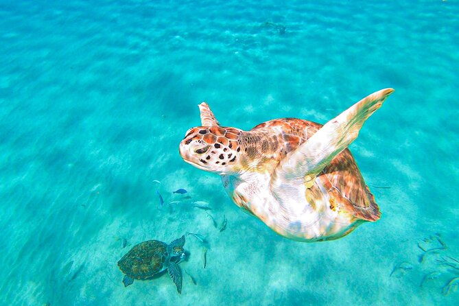 turtle-swim-at-turtlebay-visit-flamingos-knipbeach-safari-truck