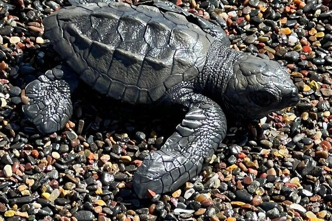 turtle-tour-2