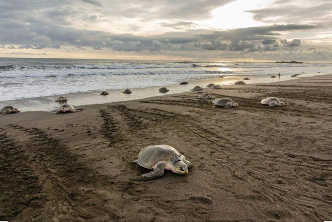 turtle-watching-tour