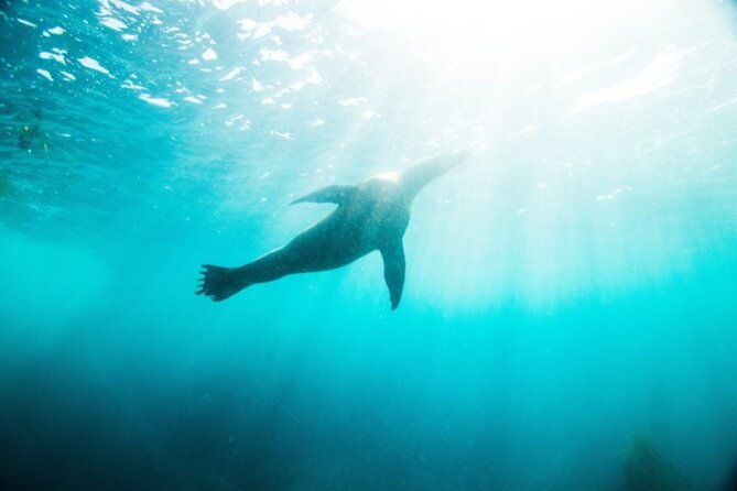 two-hour-kayak-and-snorkel-tour-for-two-in-la-jolla