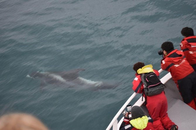 two-in-one-whale-puffin-watching-tours-from-reykjavik