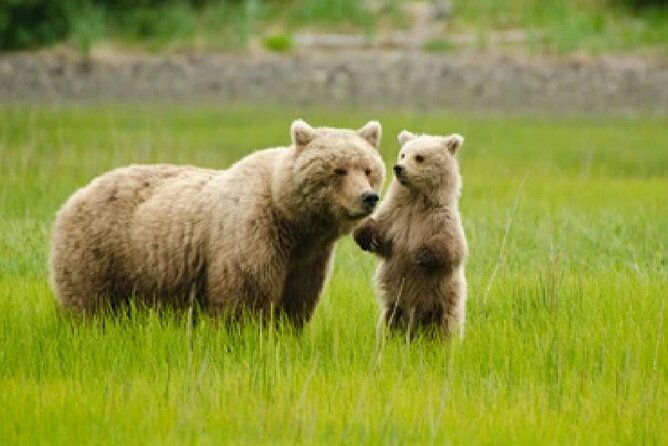 ultimate-alaskan-adventure-ocean-wildlife-to-interior-wilderness-9-day-8-nights