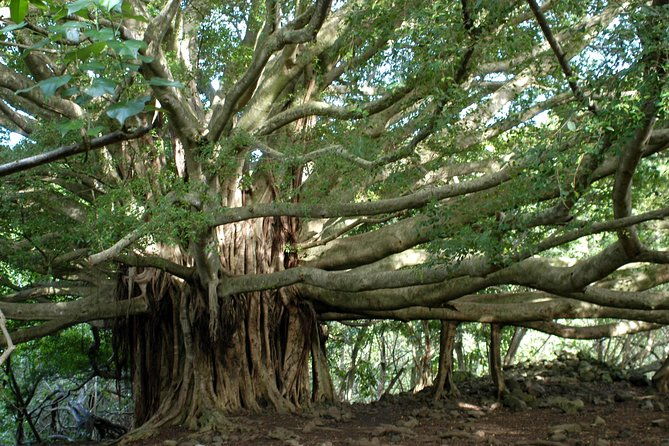 ultimate-hana-full-day-adventure-tour