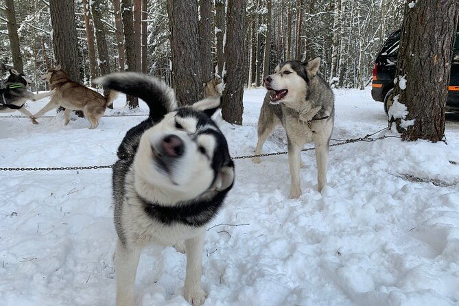 ultimate-husky-dog-sledding-experience-in-latvia-private-tour-from-riga