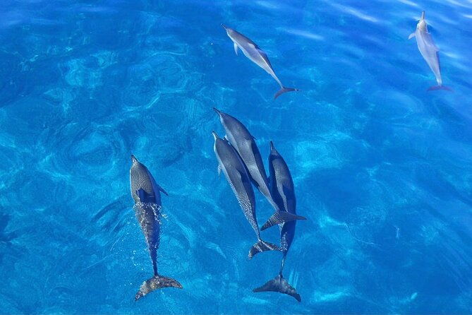 ultimate-kona-dolphin-watch-kealakekua-bay-snorkel