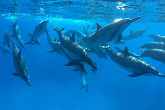 ultimate-ocean-encounters-midday-snorkel