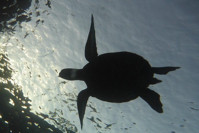 underwater-scooter-dive-certified-divers-only-makena-wailea
