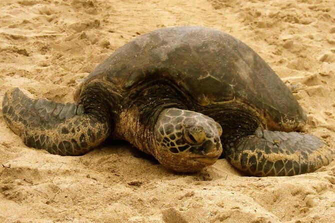 unforgettable-day-on-oahu-small-group-circle-island-tour-2