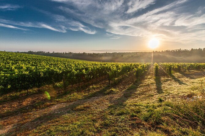 valle-de-guadalupe-winery-and-vineyard-tour-from-san-diego