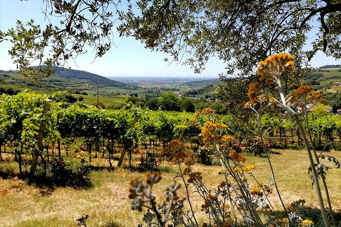 verona-cellar-tour-and-tasting-of-natural-wines