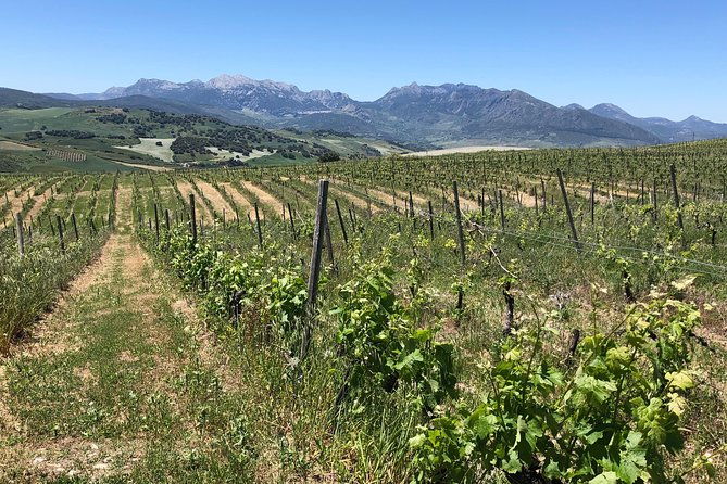vip-ronda-wine-tour-and-tasting-and-gourmet-lunch-experience-with-winemaker