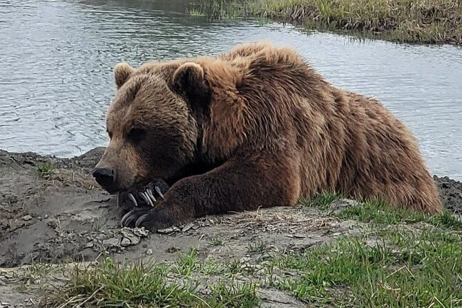 vip-tour-from-anchorage-to-alaska-wildlife-conservation-center-2