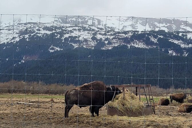 vip-tour-from-anchorage-to-alaska-wildlife-conservation-center