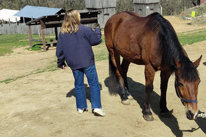 visit-a-farm-and-horseback-riding-in-nature