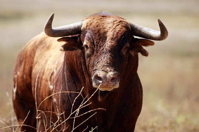 visit-alvaro-domecq-horses-and-brave-bulls-in-freedom