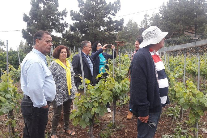 visit-to-arafo-mountain-vineyard-and-organic-wine-tasting