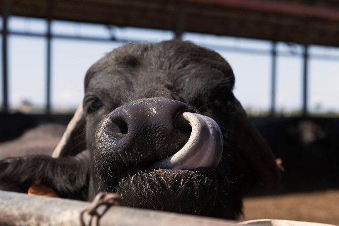 visit-to-the-bufale-and-dairy-farm-with-cheese-tasting