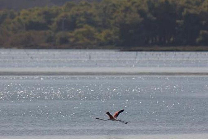 vlore-birdwatching-experience-in-narte-lagoon