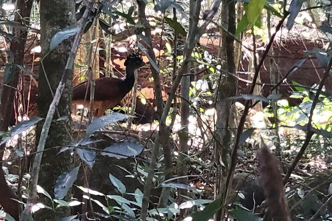 volcano-hike-oropendola-waterfall-hot-springs-experience