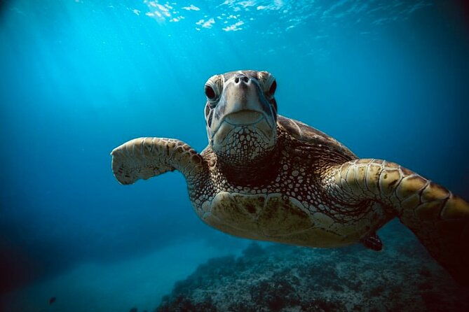 waikiki-small-group-turtle-snorkeling-sailing