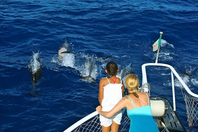 waitukubuli-dolphin-and-whale-watch-in-dominica