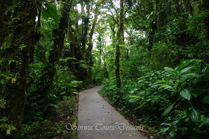 walk-in-santa-elena-cloud-forest-reserve