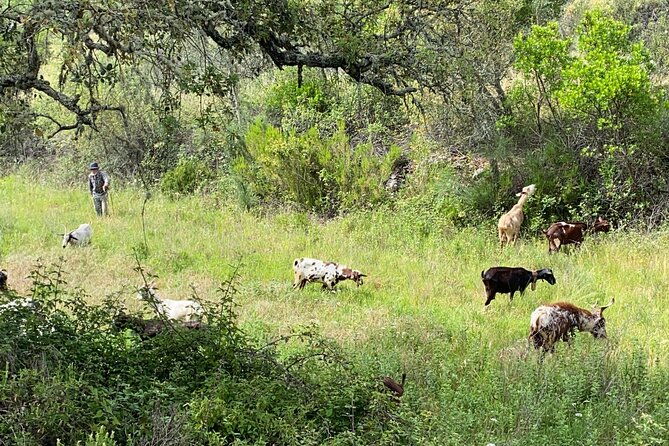 walk-in-the-hills-with-goat-herder-local-honey-wine-and-cheese-tasting