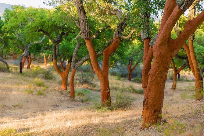 walk-on-the-alentejo-cork-forest-with-optional-lunch