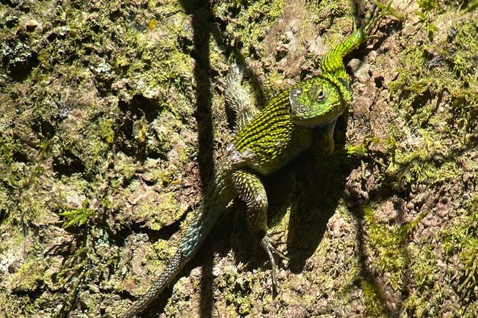 walking-guided-tour-in-monteverde-reserve