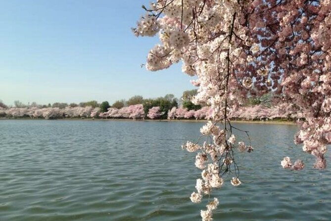 washington-d-c-cherry-blossom-1-day-tour-from-new-york-2